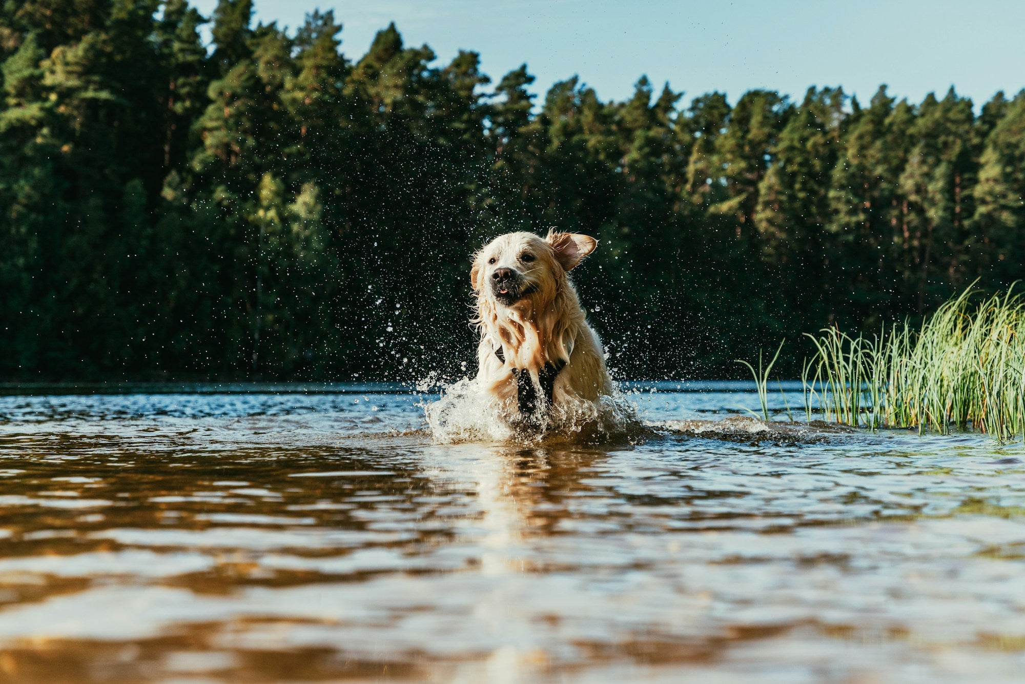 PureFlow zomer hero